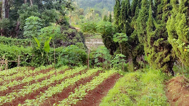 Jual Cicil 24 Juta Atau 4,2m Villa 2500 M2 Asri Dan Indah Desa Sukajadi Tamansari Ciapus Bogor - Sell Villa 2500 Sqm Desa Sukajadi Tamansari Ciapus Bogor