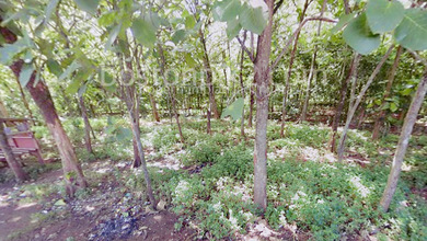 Jual Hanya 3,3 Juta Tanah 5000 M2 Samping Citra Garden Serpong Suradita Tangerang - Sell Land 5000 Sqm Side Grand Serpong Permai Suradita Tangerang Banten