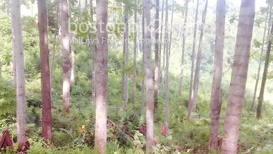 Jual Tanah Kebun Isi Pohon Jabon 20 Ha Cibanteng Bogor